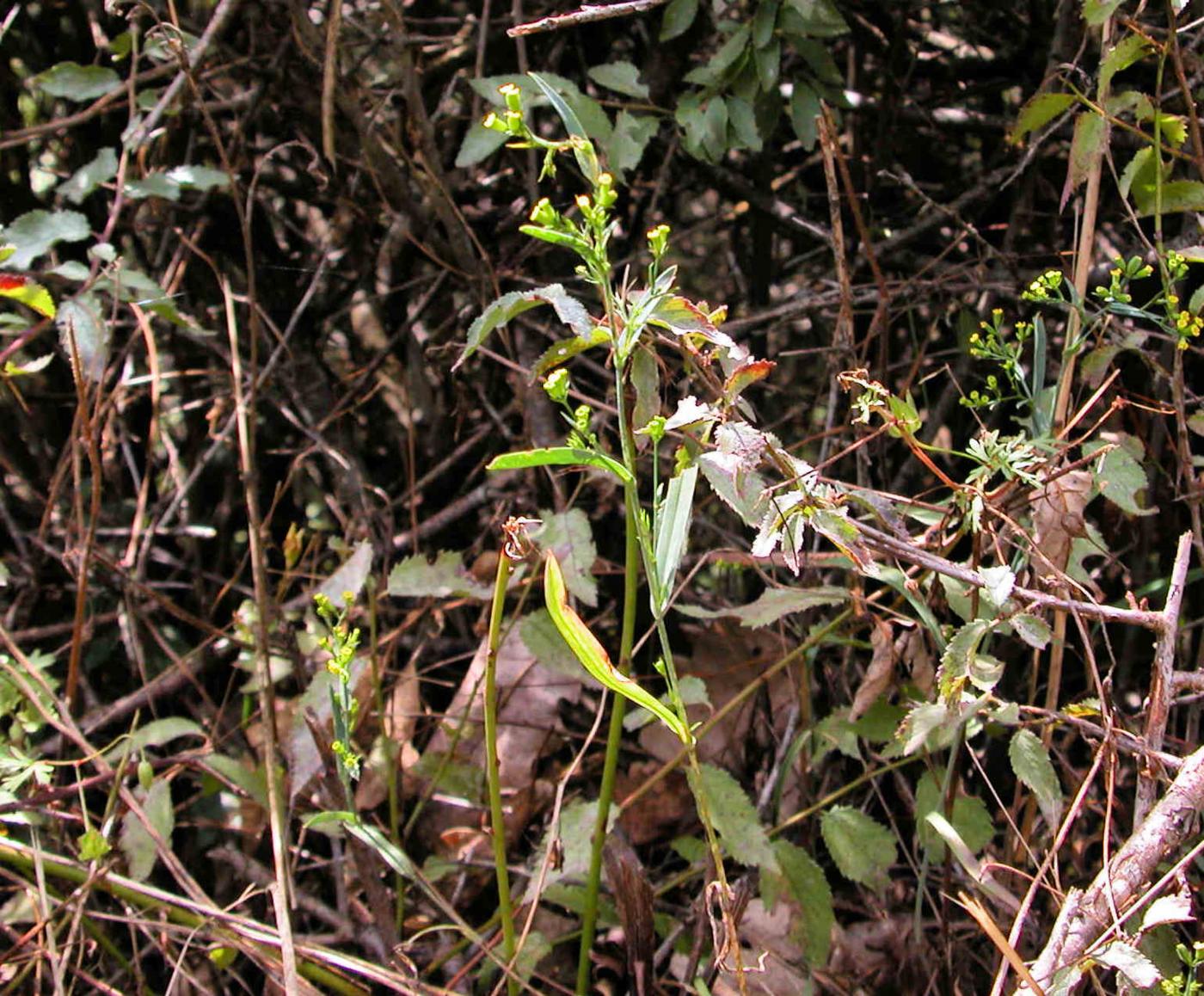 Hare's-Ear, Sickle-leaved plant